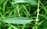 Salix × meyeriana