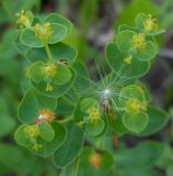 Euphorbia borodinii