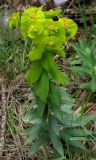 Euphorbia rigida. Цветущее растение. Крым, Ялта, Холм Славы, ниже станции канатной дороги. 21 апреля 2012 г.