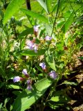 Salvia officinalis