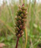 Plantago uliginosa