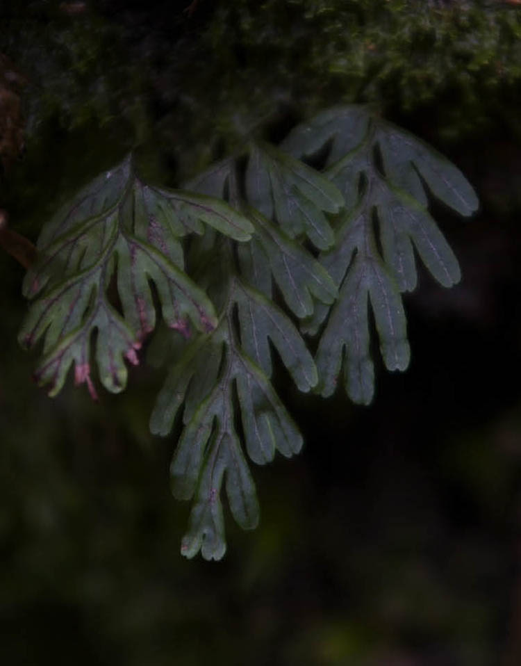 Изображение особи Mecodium wrightii.