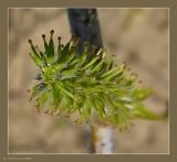 Salix acutifolia