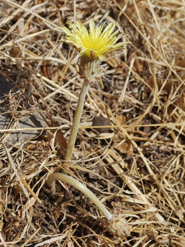 Изображение особи Taraxacum turcomanicum.