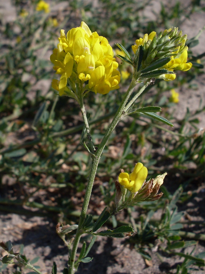 Изображение особи Medicago falcata.