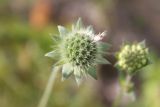 Knautia arvensis