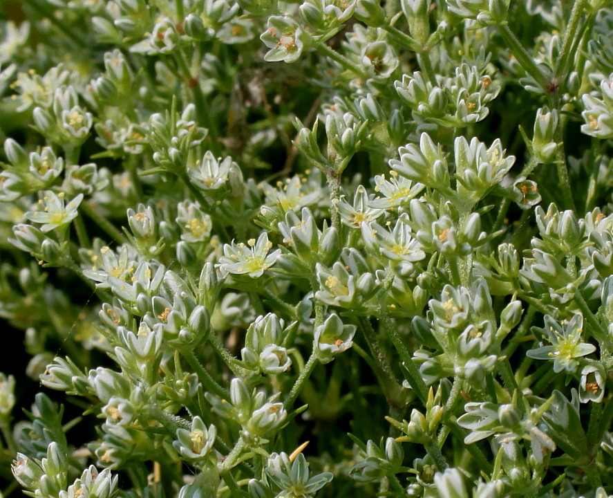 Изображение особи Scleranthus perennis.