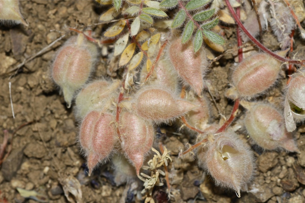 Изображение особи Oxytropis pseudoleptophysa.