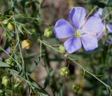 Linum lewisii