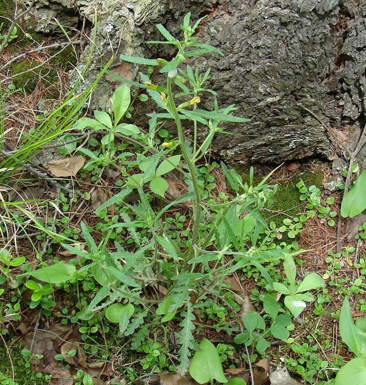Изображение особи Pedicularis labradorica.