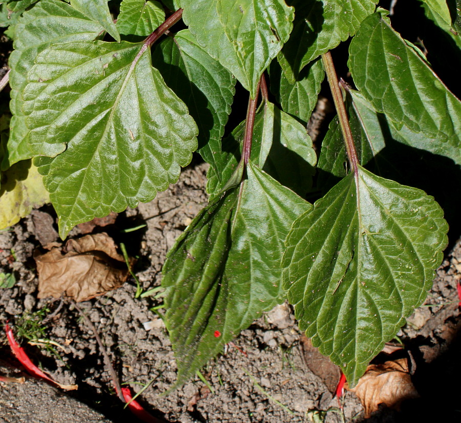 Изображение особи Salvia splendens.