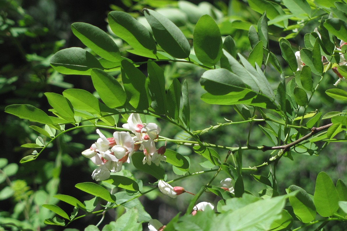 Изображение особи Robinia pseudoacacia.