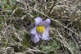 Pulsatilla violacea. Цветок. Приэльбрусье, восточный склон горы Чегет. 21 мая 2008 г.