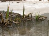 Scirpus sylvaticus