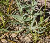 Tragopogon marginifolius