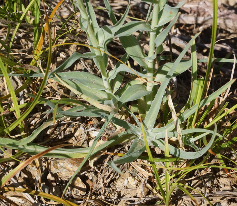 Изображение особи Tragopogon marginifolius.