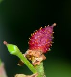 Phillyrea latifolia