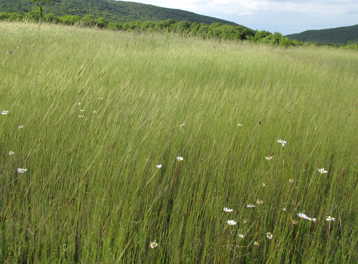 Изображение особи Triticum boeoticum.