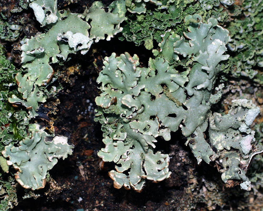 Изображение особи Hypogymnia physodes.