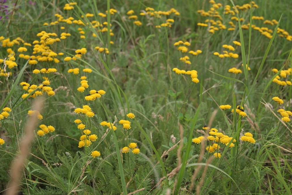 Изображение особи Tanacetum millefolium.