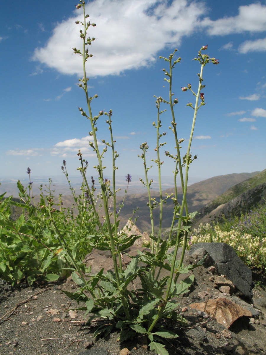 Изображение особи Scrophularia integrifolia.