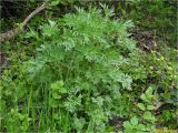 Artemisia absinthium