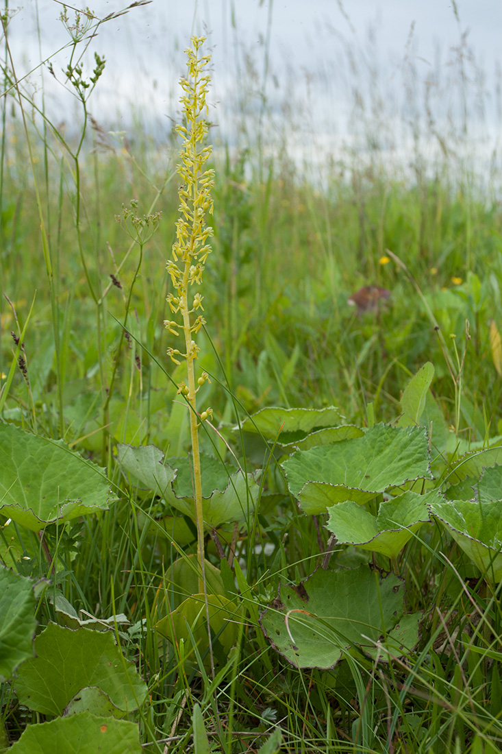 Изображение особи Listera ovata.