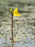 Utricularia australis