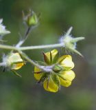 род Potentilla. Цветок со стороны чашелистиков. Якутия, Нерюнгринский р-н, окр. перевала Тит, р-н 502 км трассы АЯМ, в полосе ЛЭП. 26.07.2016.