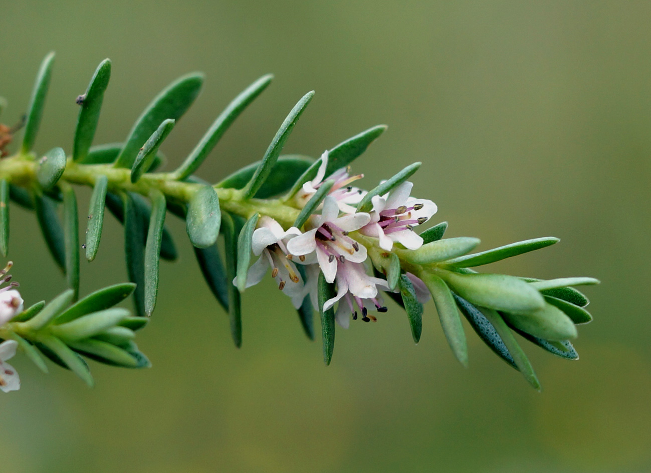 Image of Glaux maritima specimen.