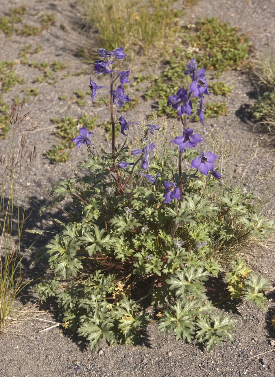 Изображение особи Delphinium caucasicum.