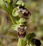 Ophrys umbilicata