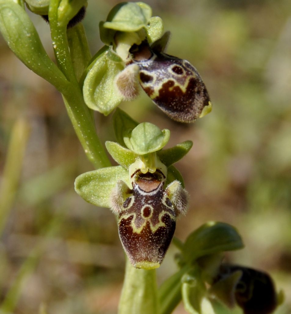 Изображение особи Ophrys umbilicata.