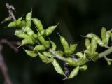 Aconitum septentrionale. Верхушка соплодия. Ленинградская обл., Ломоносовский р-н, окр. дер. Глядино, прорезающая толщи известняков долина ручья, подошва склона, сырой лиственный лес с неморальными флористическими элементами. 22.07.2018.