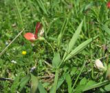 Lathyrus cicera