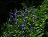 Polemonium caeruleum