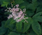 Filipendula palmata. Соцветие. Пермский край, г. Пермь, Кировский р-н, цветник у жилого дома. 17.08.2019.