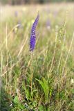 Veronica spicata. Цветущее растение. Псковская обл., Себежский р-н, окр. пос. Идрица, разнотравно-злаковый луг. 02.08.2019.