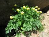 Corydalis nobilis