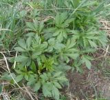 Rudbeckia laciniata var. hortensia