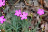 Dianthus acantholimonoides