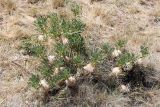 Astragalus pterocephalus