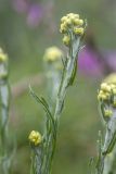 Helichrysum arenarium. Верхушка побега с соцветиями. Ростовская обл., Мясниковский р-н, окр. хут. Недвиговка, Каменная балка, степной склон. 12.06.2021.