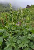 Aconitum orientale