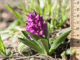 Dactylorhiza подвид georgica