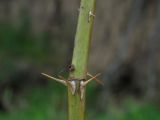 Rosa balachtensis