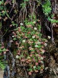 Trifolium tumens