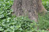 Cyanthillium cinereum. Цветущее растение в сообществе с вегетирующими Ruellia tuberosa. Таиланд, Бангкок, парк Люмпини, зарастающий газон. 30.08.2023.