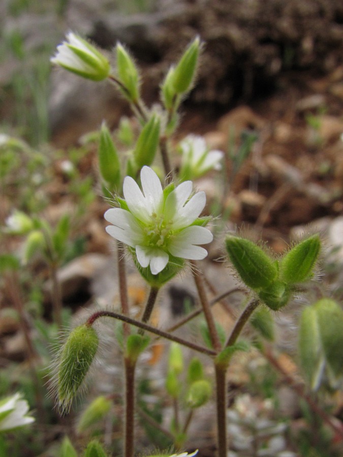 Изображение особи Cerastium brachypetalum ssp. tauricum.