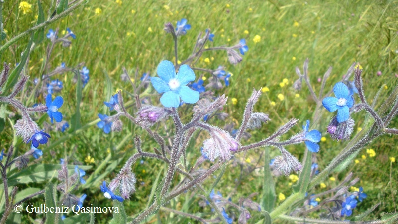 Изображение особи Anchusa azurea.